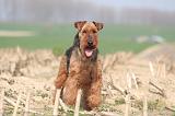 WELSH TERRIER 048